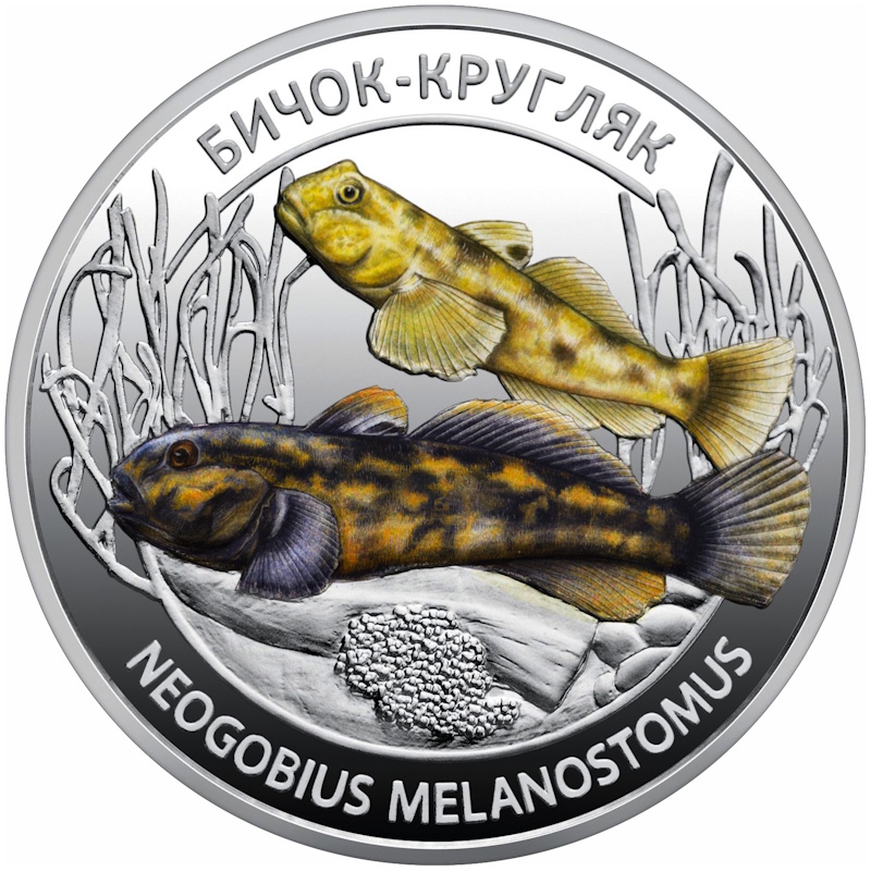 Мешканці морських глибин. Бичок-кругляк