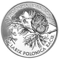 Модрина польська (Срібло)