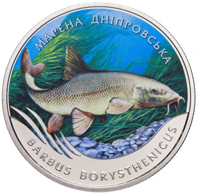 Марена дніпровська
